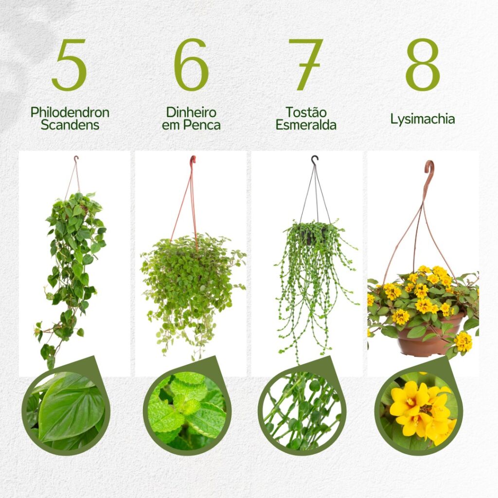 cuidados com plantas pendentes no sol