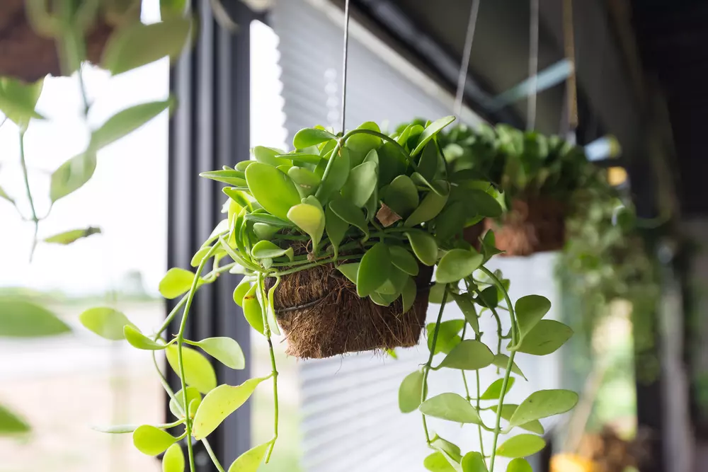 cuidados com plantas pendentes de sol