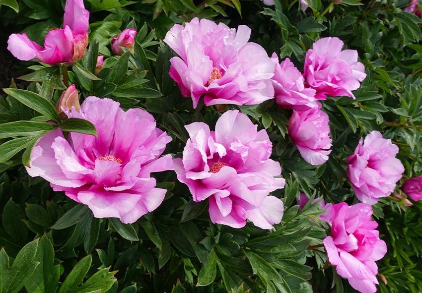 melhores plantas perenes para jardim pequeno