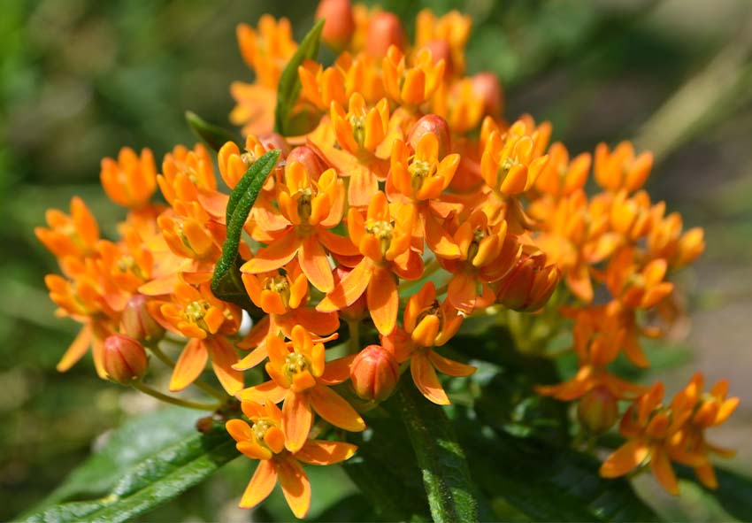 plantas perenes para meia sombra