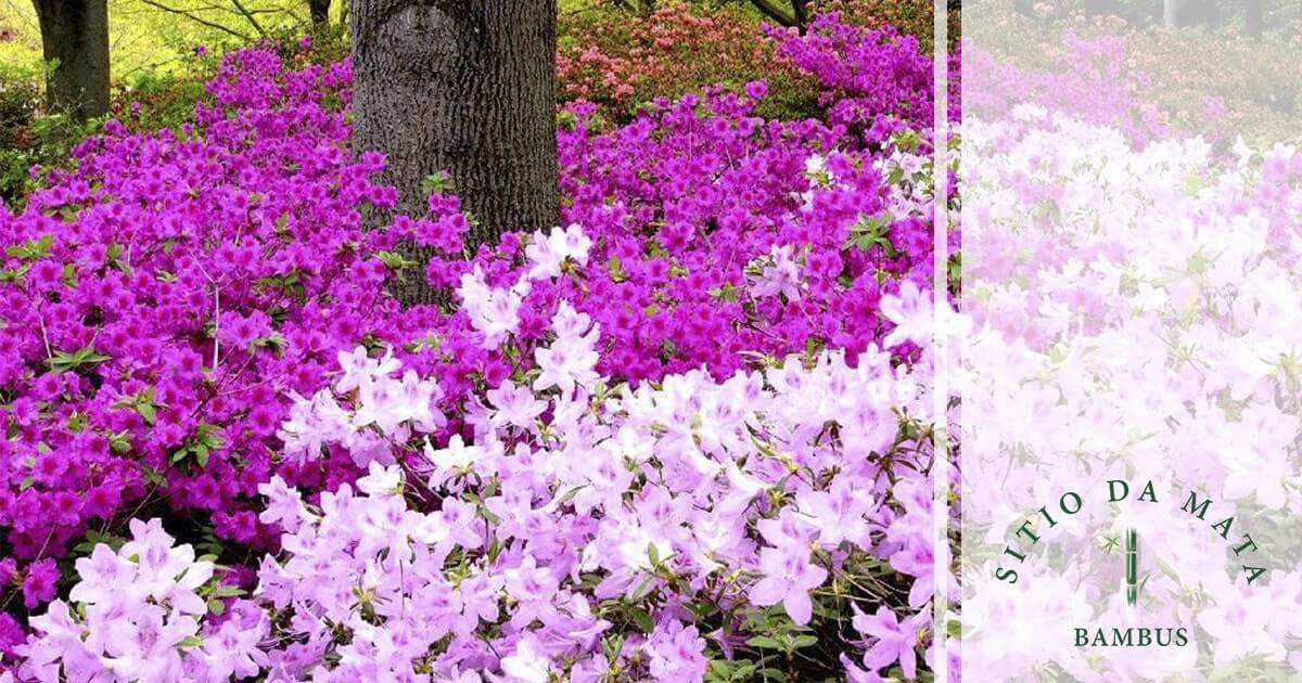 plantas de baixa manutenção com flores