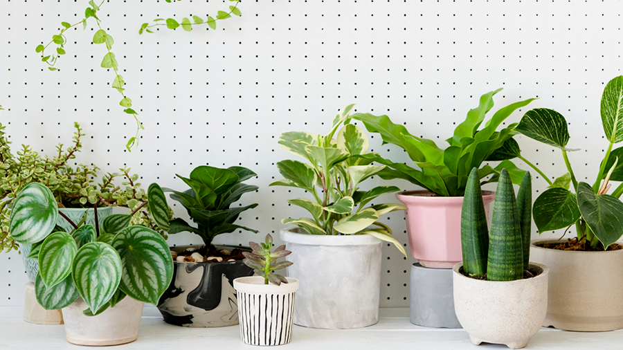 plantas fáceis de cuidar para quarto