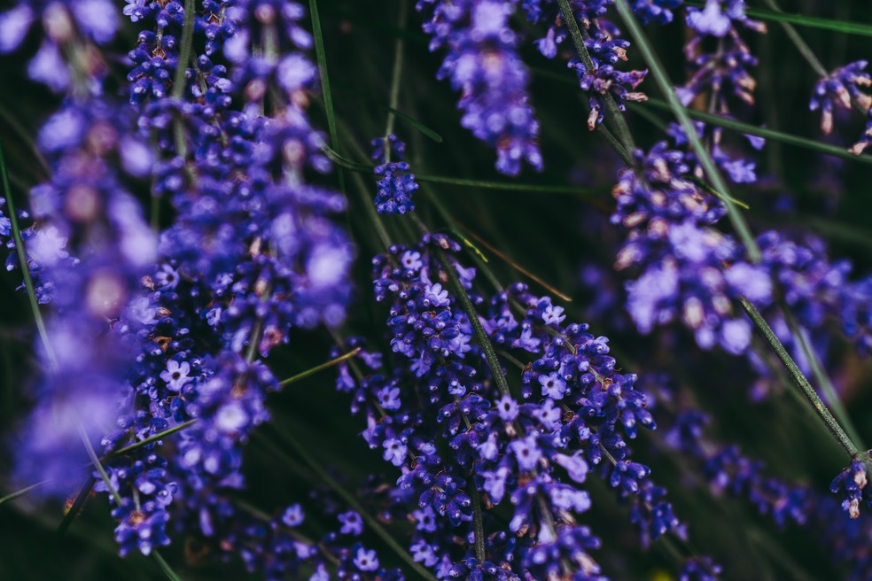 plantas repelentes de aranhas