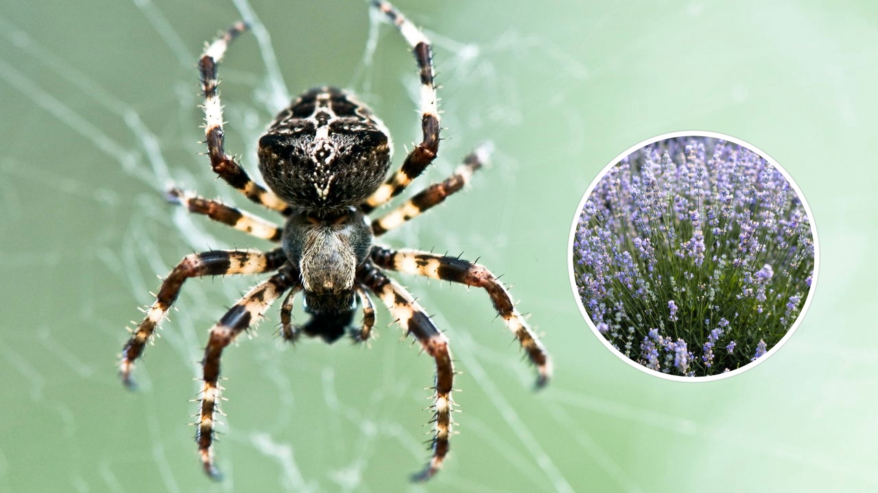 ervas que afastam aranhas