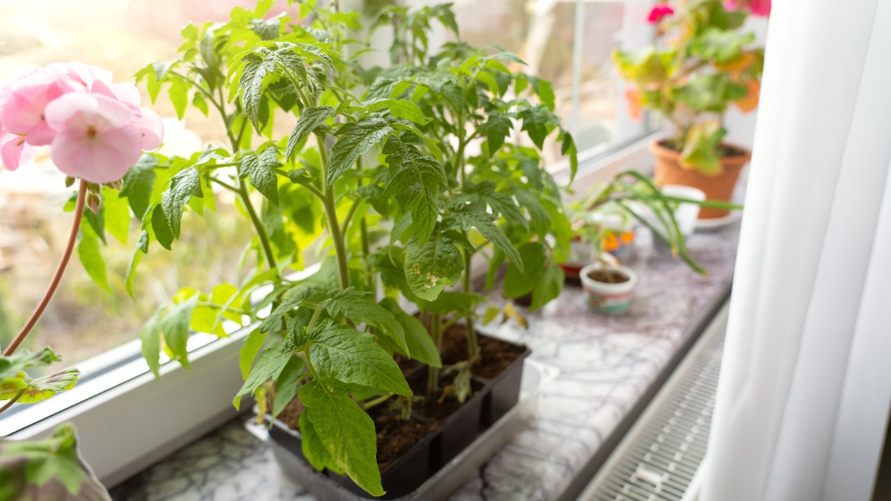 alecrim vs citronela para afastar baratas