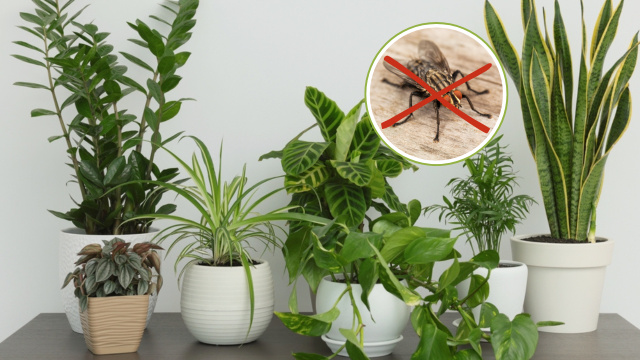 ervas que afastam moscas