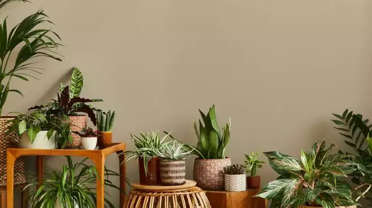 plantas para varanda que afastam moscas