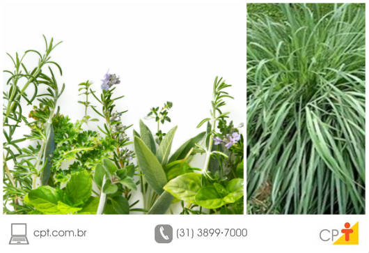 plantas para espantar moscas da cozinha