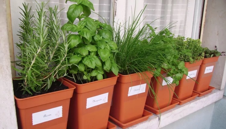 plantas repelentes de moscas