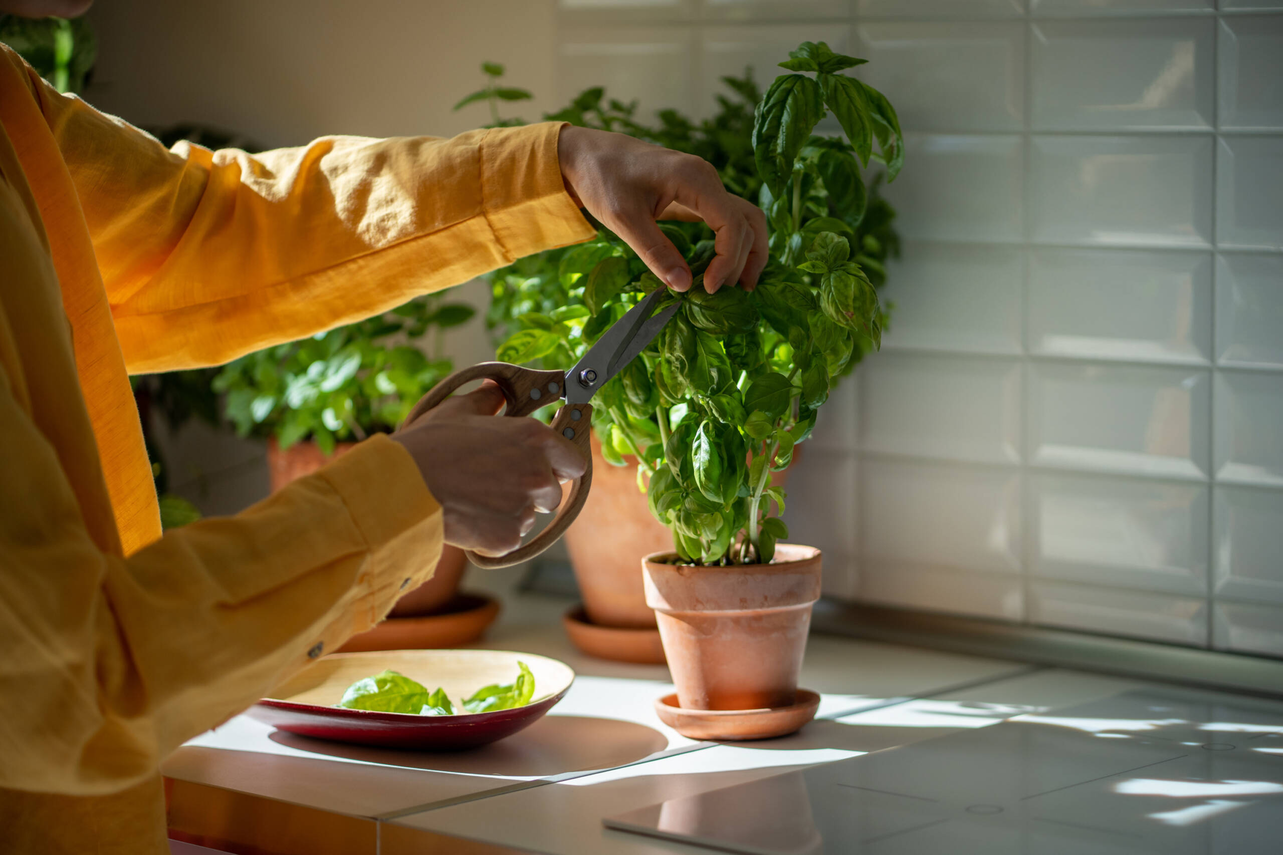 ervas que afastam moscas