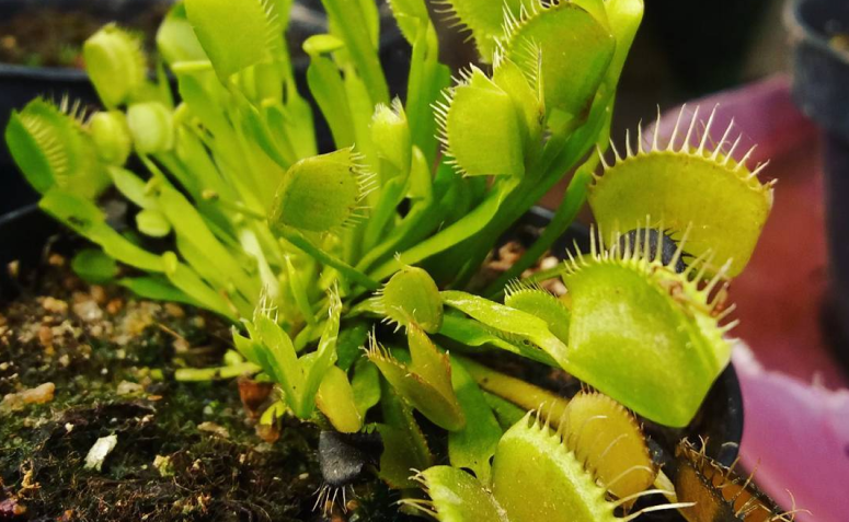 como usar plantas para afastar moscas