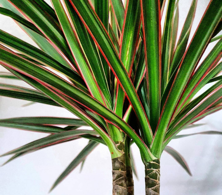 plantas ornamentais sol forte