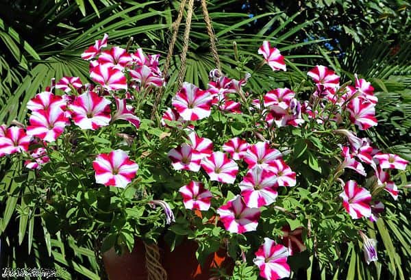 plantas de sol pleno