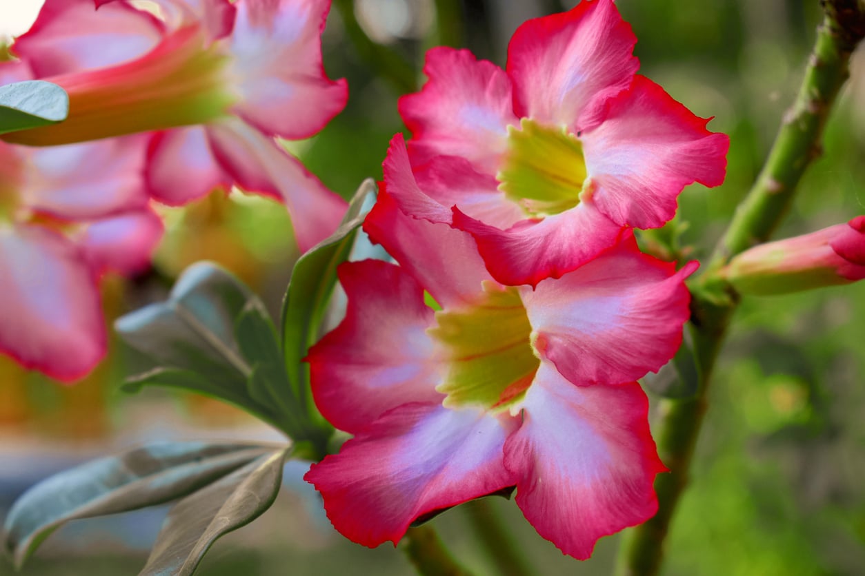 plantas resistentes ao calor