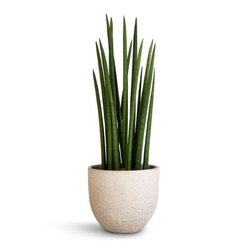 flores para varanda ensolarada