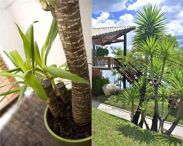 jardim com sol o dia todo