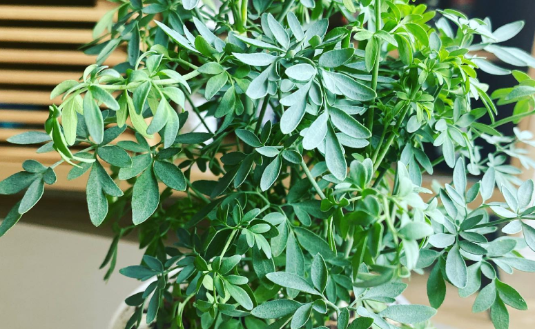 ervas que espantam baratas