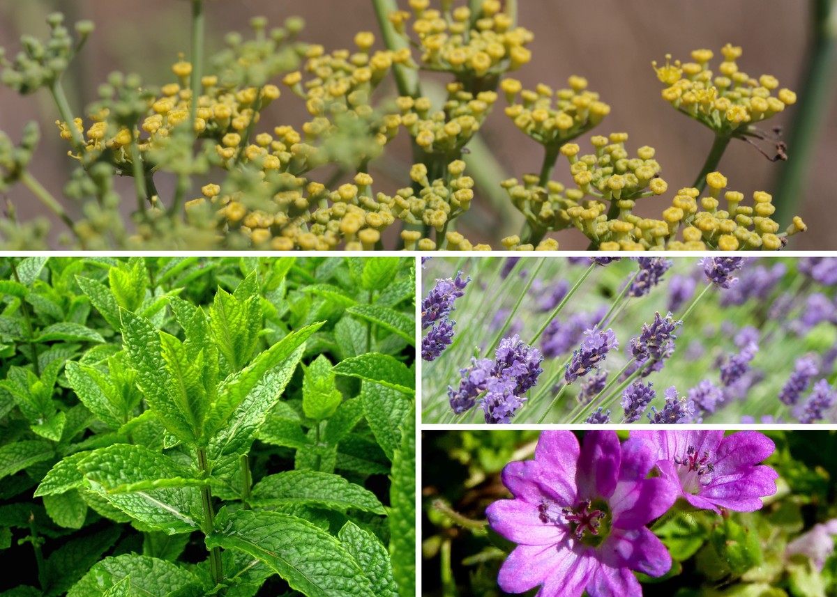 plantas repelentes de insetos