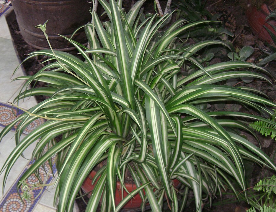 plantas que limpam o ar