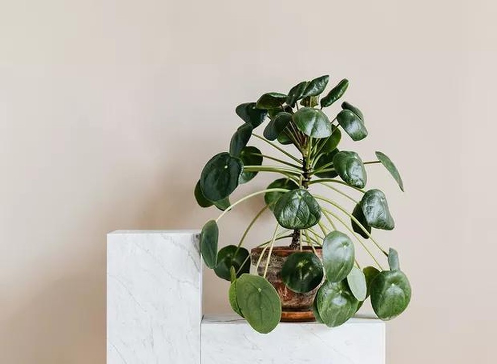 plantas para banheiro com pouca luz