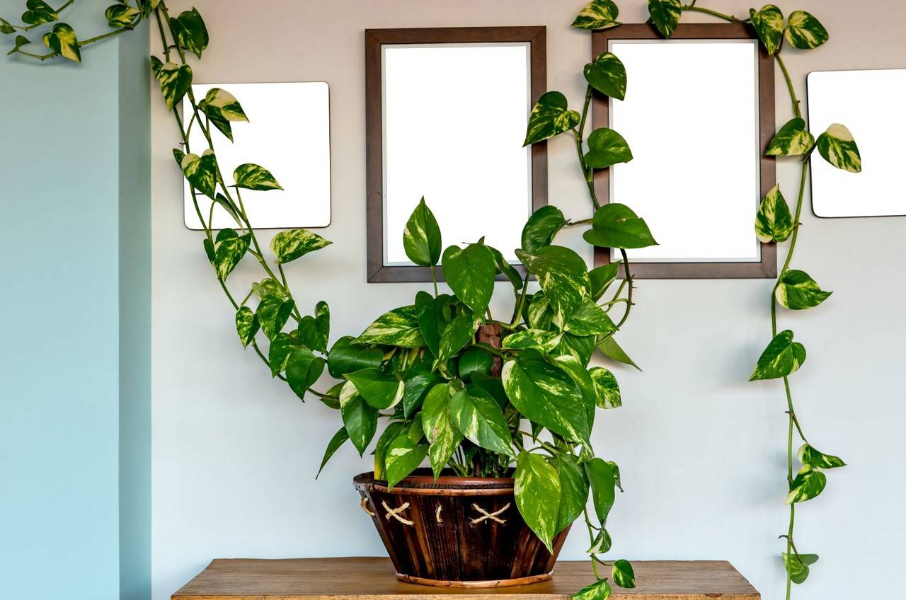 plantas para banheiro com pouca luz