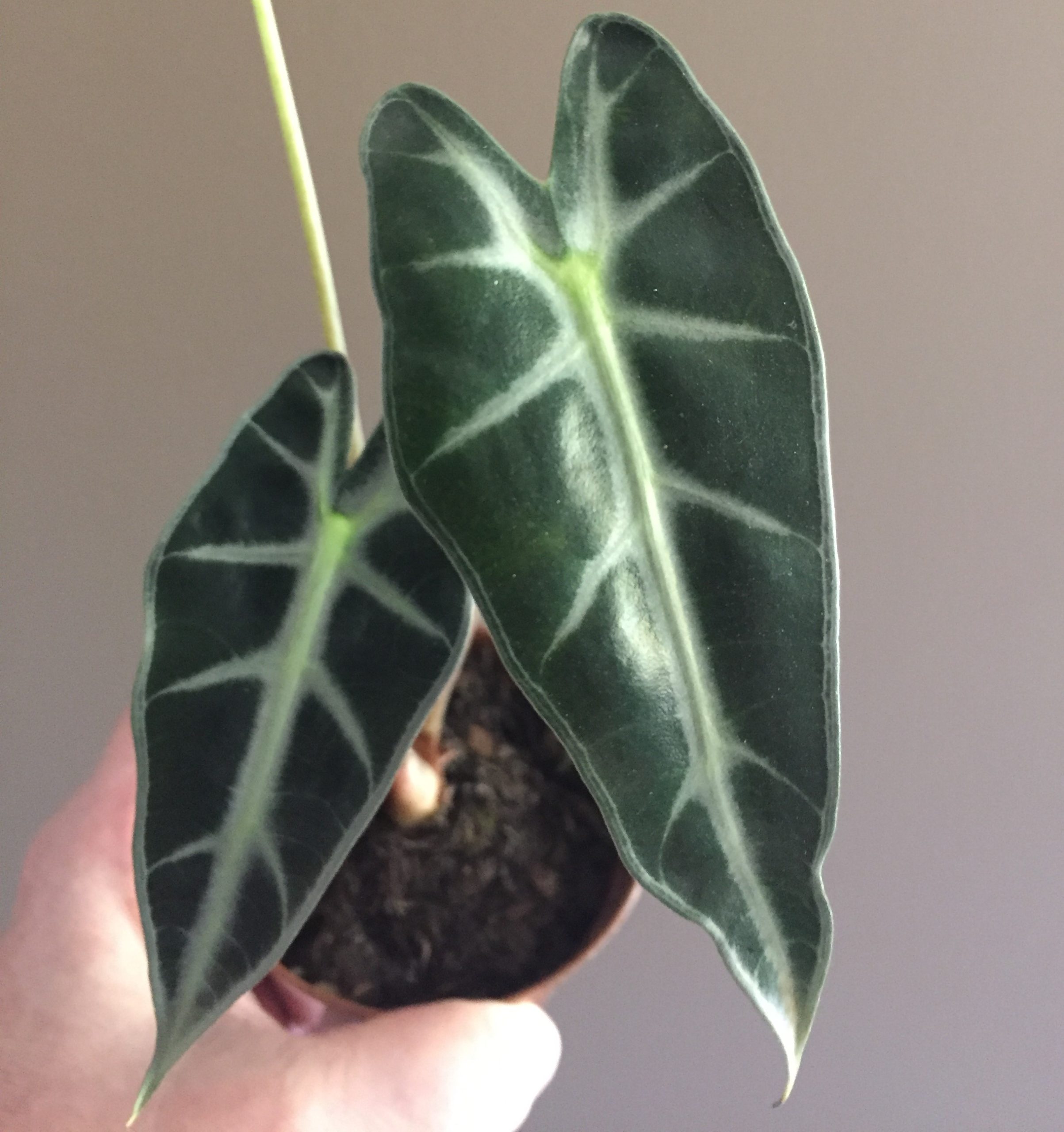 lírio da paz precisa de sol?