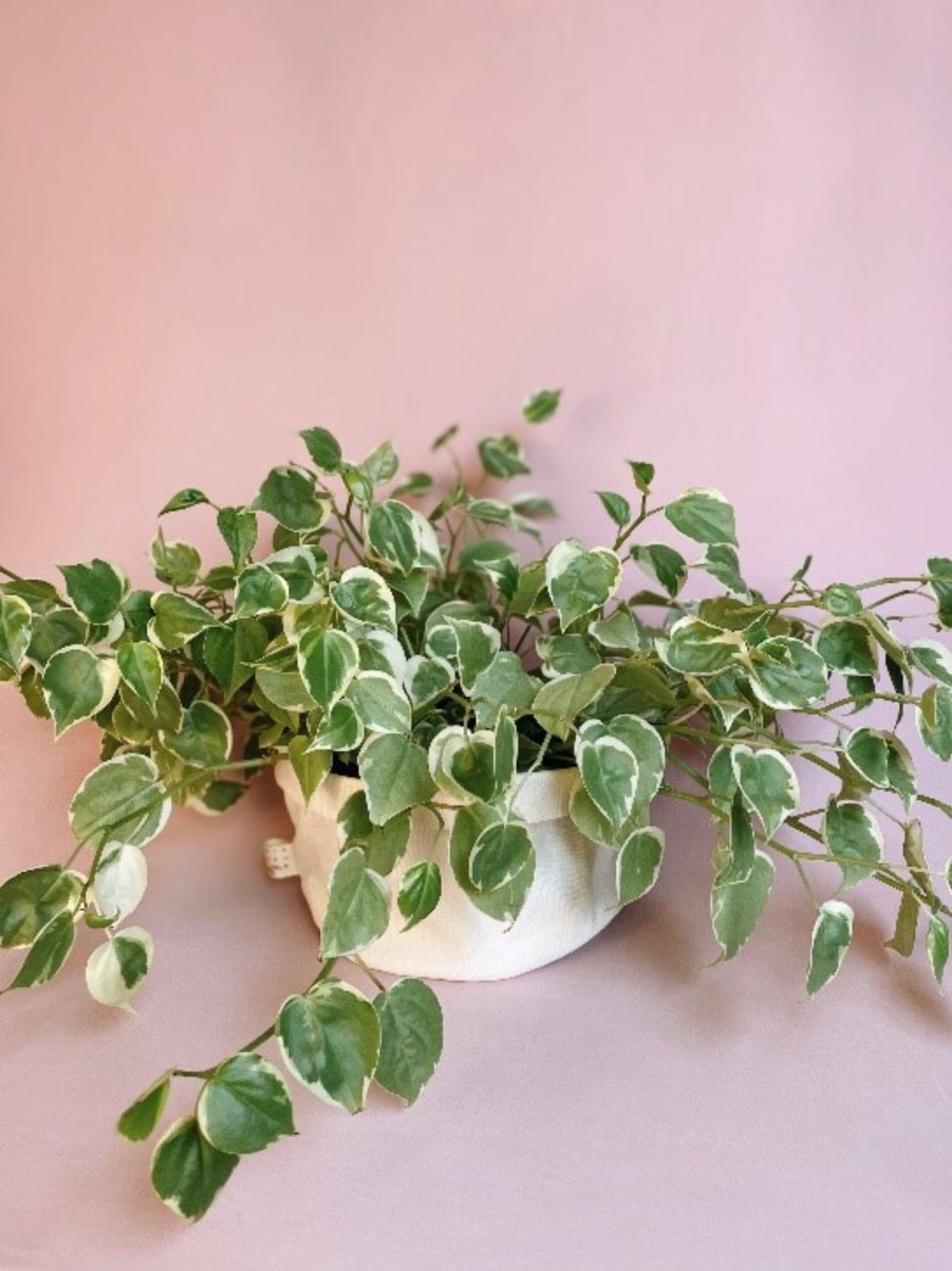 jiboia na água ou na terra