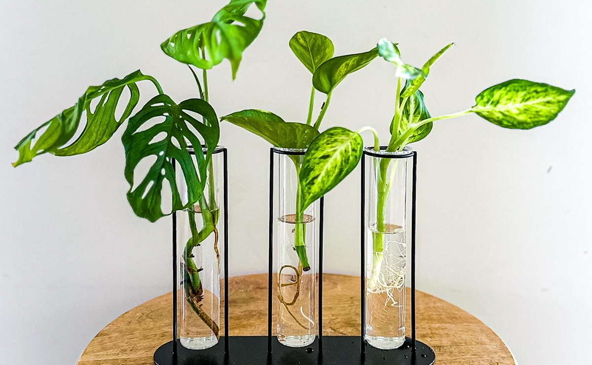 plantas tropicais para interiores