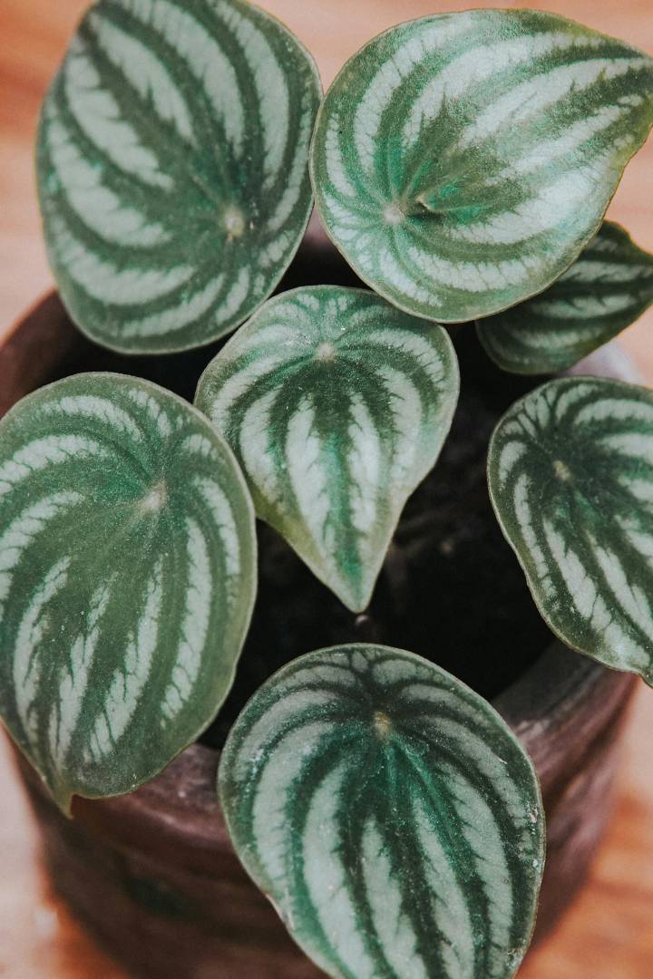plantas que não morrem com pouca luz