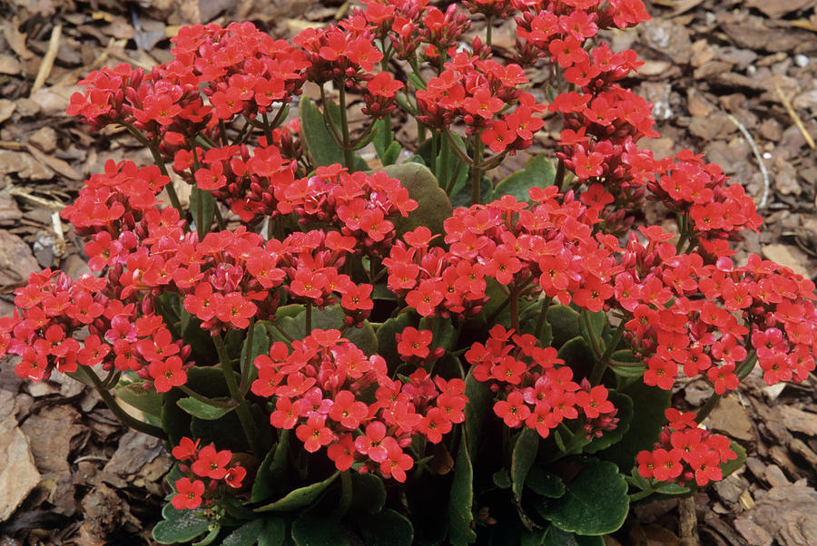 plantas para banheiro com pouca luz