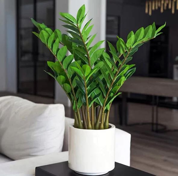 lírio da paz precisa de sol?