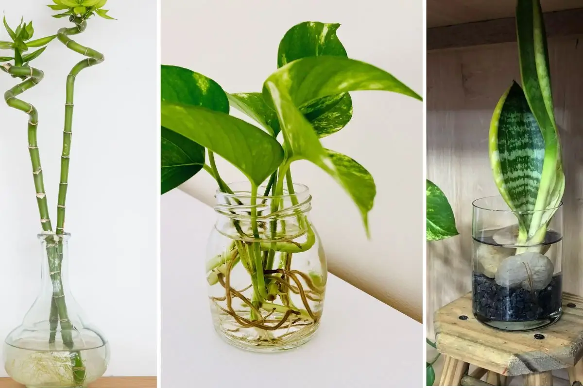 jiboia na água ou na terra