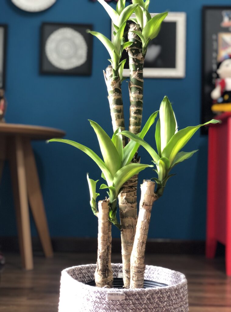 plantas que não morrem com pouca luz