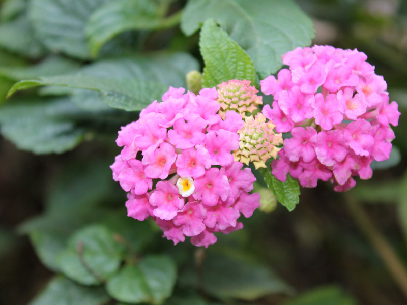 plantas fáceis de cuidar para iniciantes