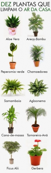 plantas purificadoras de ar