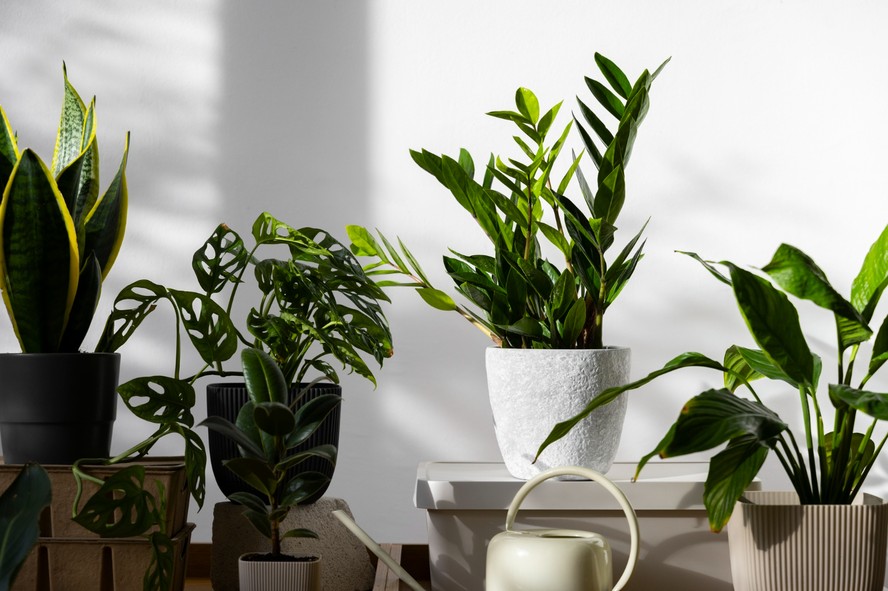 plantas para purificar o ar interno