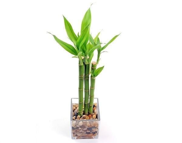 plantas resistentes à umidade