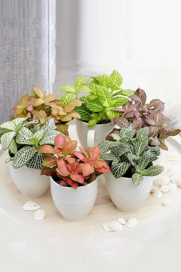 plantas para banheiro úmido