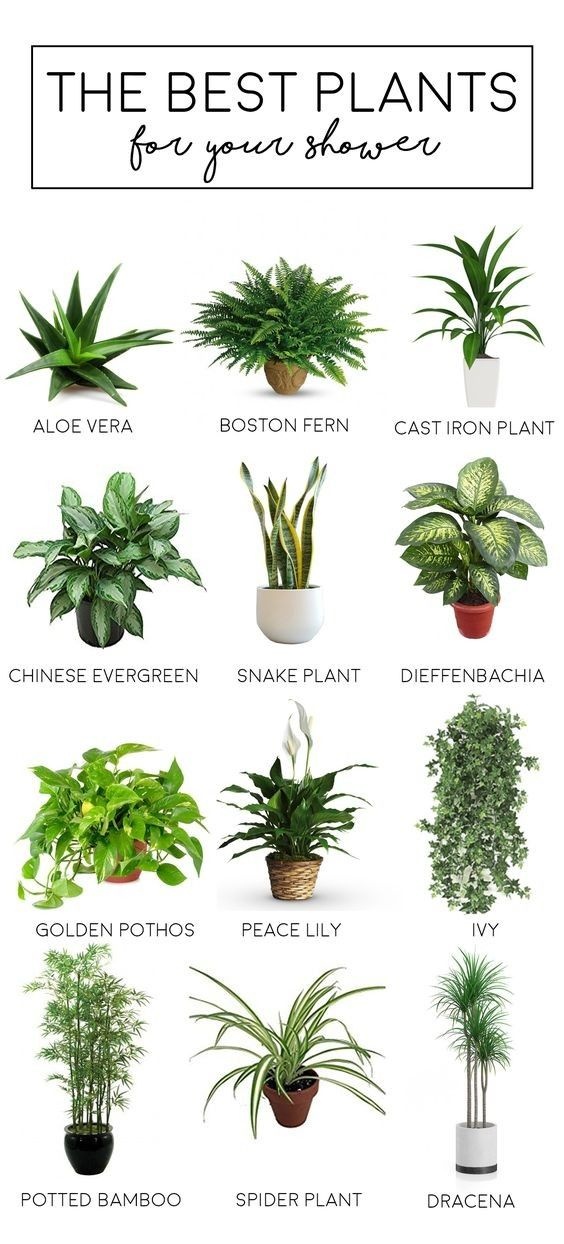 plantas que ajudam a prevenir mofo no banheiro