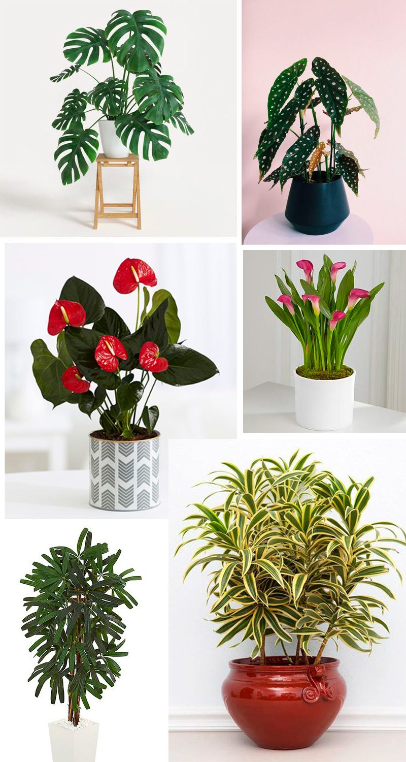 plantas fáceis de cuidar no banheiro