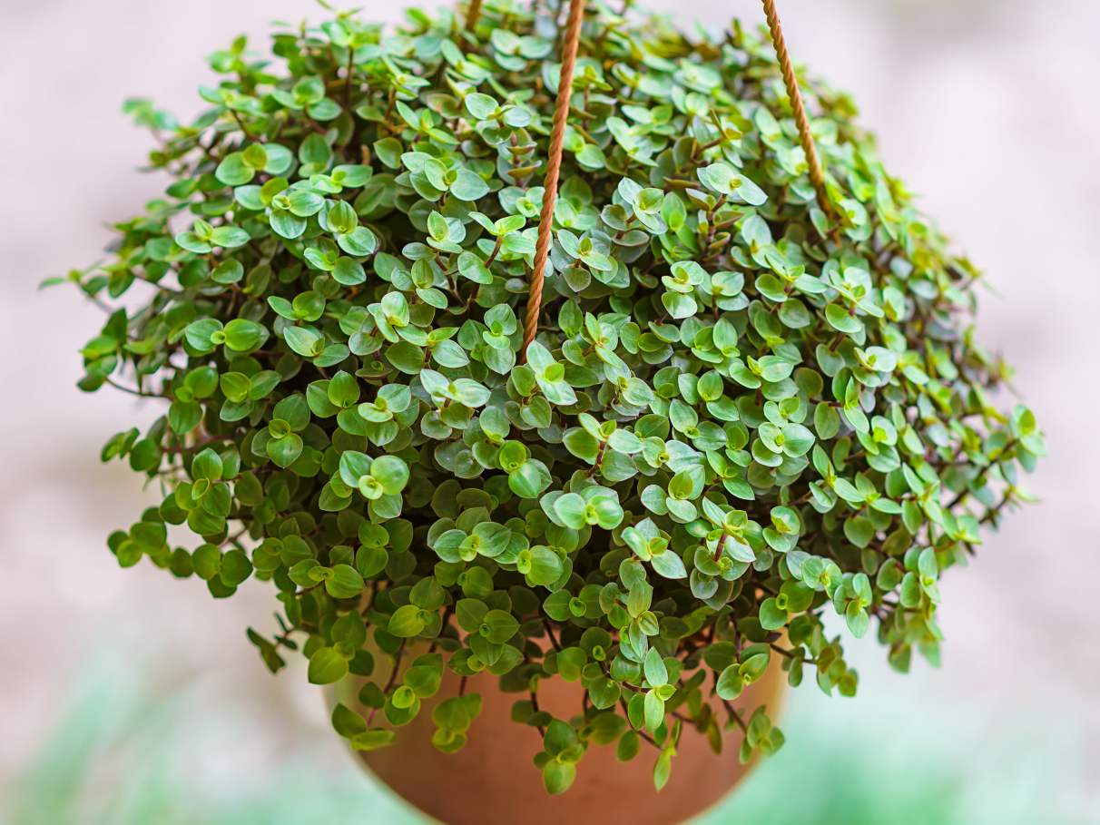 plantas para prosperidade financeira
