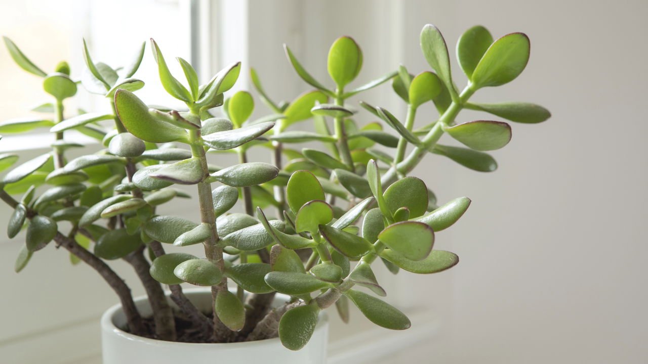 plantas fáceis de cuidar prosperidade