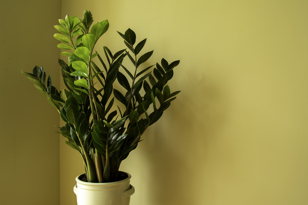 feng shui plantas sorte