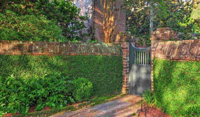 plantas rasteiras que florescem o ano todo em vasos