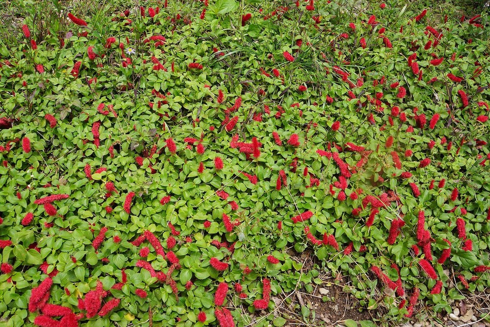 plantas rasteiras vs grama para cobrir o solo