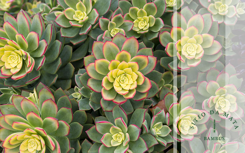 melhores plantas rasteiras para jardim pequeno