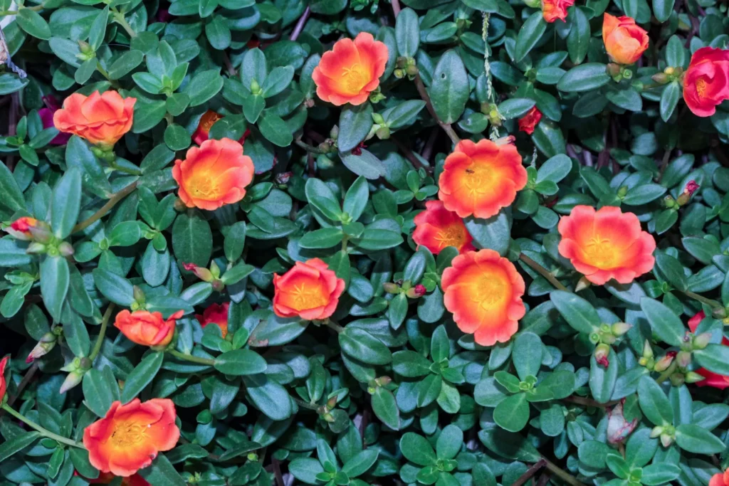 plantas de cobertura para jardim ensolarado