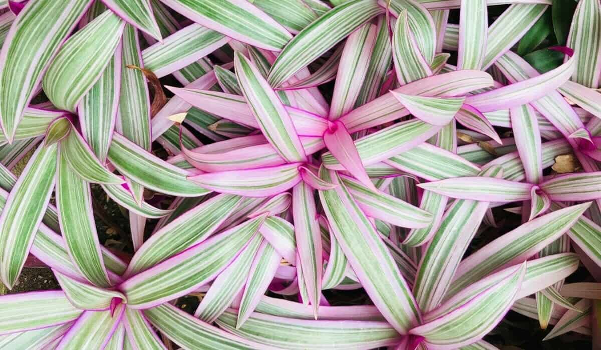 plantas rasteiras com flores o ano todo