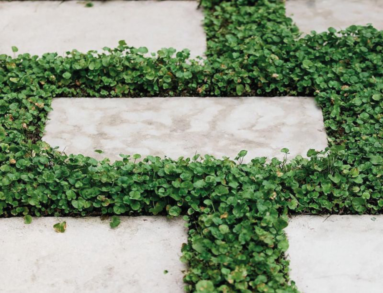 plantas rasteiras para forração de jardins