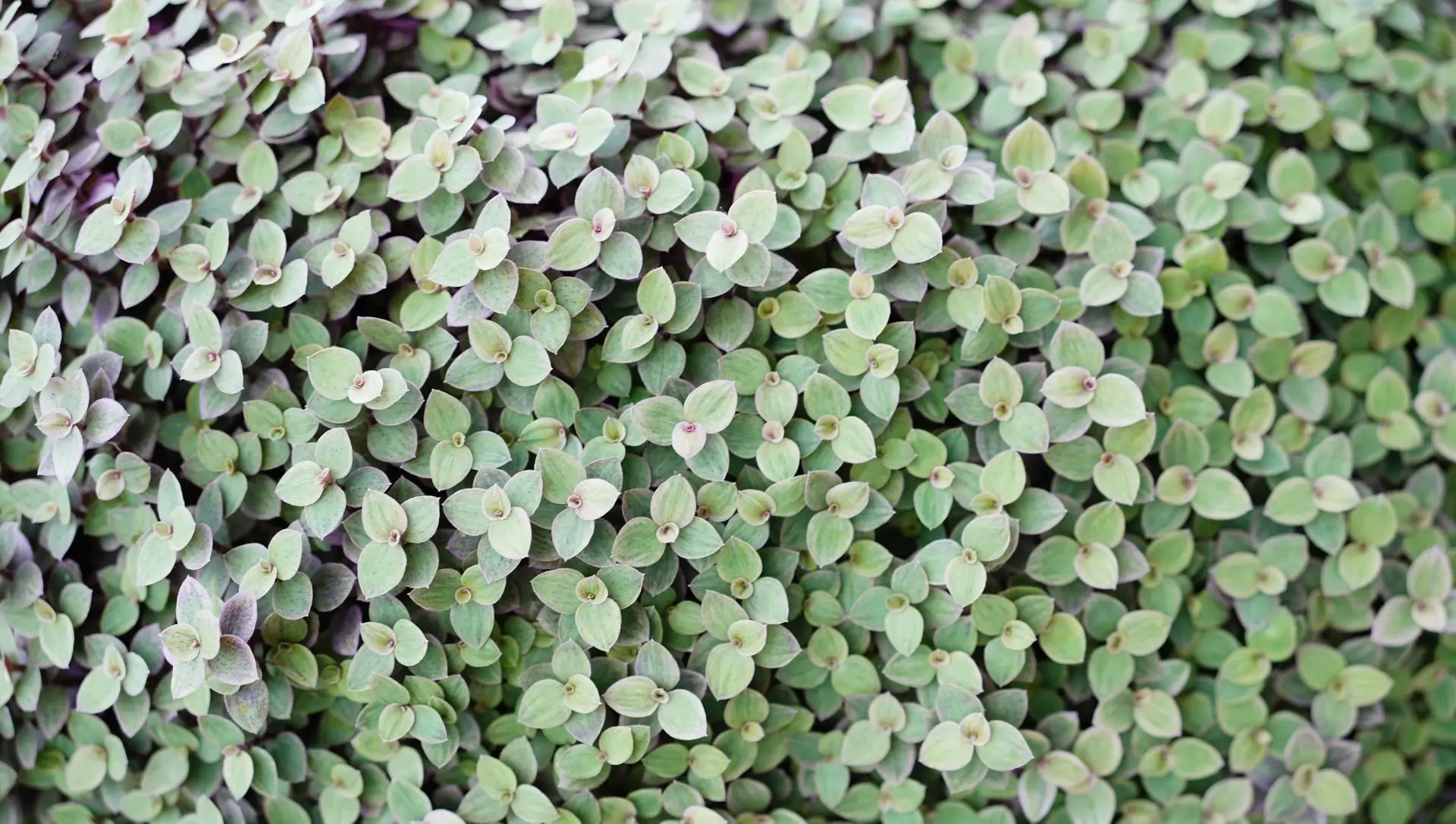 plantas rasteiras que florescem o ano todo